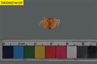 藏品(短指和尚蟹)的圖片